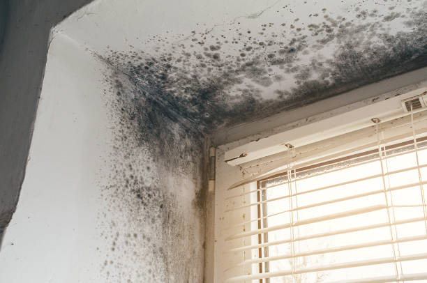 Affordable Mold Cleanup solutions in Comstock Park, MI